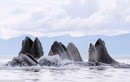 Đàn cá voi lưng gù phi lên khỏi mặt nước đớp mồi