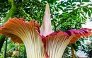 7 loài hoa “nặng mùi” nhất thế giới, chớ dại đến gần 