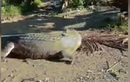 Bắt cá sấu 4 mét có bụng phình bất thường, rạch bụng thấy cảnh đau lòng