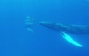 Kỳ lạ cá voi lưng gù tưởng nhầm mình là cá heo