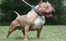 Chó Pitbull cắn chết người ở Long An: Chủ chó phải chịu trách nhiệm thế nào?