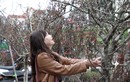 Hà Nội: Mê đắm vẻ đẹp của hoa lê rừng