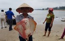 Ô nhiễm biển miền Trung không lọt top sự kiện môi trường