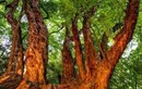 5 "siêu cây" lớn nhất Trái Đất: Một cây nặng 2.800 tấn
