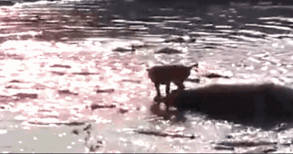 Video: Bị 40 con cá sấu bao vây, sư tử vẫn có màn thoát thân ngoạn mục