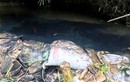 Bắt giữ 2 nghi phạm đổ dầu gây ô nhiễm nước sông Đà