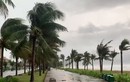 Video: Bão số 5 gây mưa lớn, cây gãy đổ ở Huế, Đà Nẵng