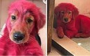 Chú chó bị biến thành màu hồng vì cắn thuốc nhuộm tóc