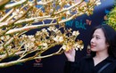 Ngắm cây mai mạ vàng 24k lớn nhất Việt Nam được chào bán 5,5 tỷ 