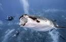 Run sợ thợ lặn “sắp” bị cá mập voi nuốt chửng 