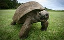 Những con rùa cụ kỵ nhất trên thế giới 