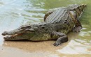 Mổ bụng cá sấu khổng lồ, phát hiện sự thật "run bần bật"