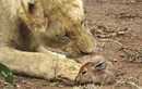 Video: Sư tử hành hạ linh dương con cực kỳ tàn khốc 