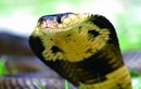 Ngửi bằng lưỡi, phóng chất độc và loạt khả năng kỳ lạ của loài rắn 