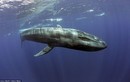 Chân dung loài cá voi lớn nhất hành tinh ngay trước mắt
