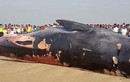 Xác cá voi khổng lồ dạt vào bờ, nguy cơ phát nổ