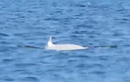Sửng sốt cá voi sát thủ trắng cực hiếm xuất hiện