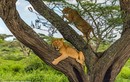 Gặp voi, đàn sư tử "sợ mất mật", co rúm chạy lên cây trốn