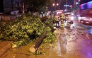 Cây xanh gãy đổ trong mưa lớn ở Hà Nội