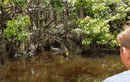 Du khách tham quan đầm lầy phát hiện hành động hiếm ở cá sấu 