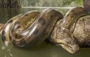 Loài rắn lớn nhất thế giới với chiều dài cơ thể hơn 10 mét và nặng hơn 225 kg