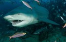 Lý do "sốc" ngày càng nhiều người bị cá mập tấn công hơn