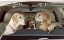 Chó cũng có thể cầm lái xe ôtô như người?