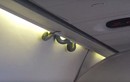 Khiếp vía những lần phát hiện rắn trên máy bay