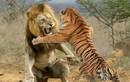 Hổ hay sư tử mạnh hơn? Kết quả đáng kinh ngạc