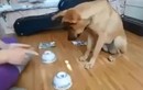 Chó trổ tài chơi trò đoán vật siêu dễ thương 