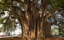 Điểm danh 30 loài cây “quốc thụ” nổi tiếng nhất thế giới (2)