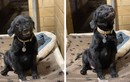 Video: Tan chảy trước chú chó cười toe mỗi lần có người đến nhận nuôi