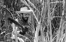 Bồi hồi nhớ kỷ niệm chặt mía cùng lãnh tụ Fidel Castro