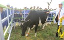 Trang trại bò sữa hữu cơ TH - Đóa hướng dương kiêu hãnh