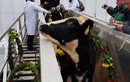 Đàn bò sữa cao sản HF nhập từ Mỹ về trang trại TH tại Moscow