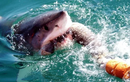 Đi tìm vụ cá mập tấn công con người lớn nhất được ghi nhận