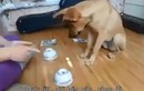 Chó trổ tài chơi trò đoán vật siêu dễ thương