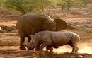 Màn giao chiến kịch liệt giữa voi với đàn tê giác