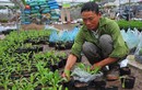 Người dân làng hoa Xuân Quan thu hàng trăm triệu mỗi ngày dịp tết