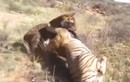 Cuộc chiến sinh tử giữa 2 con hổ 