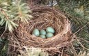 Tại sao một số loài chim có trứng có màu xanh?