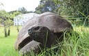 Cụ rùa già nhất thế giới đón sinh nhật thứ 190