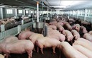 Giữa cơn bão giá, thịt lợn giảm giá khiến người dân càng sốc