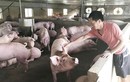 Giá lợn hơi hôm nay 25/10: Đi ngang, dao động trong khoảng 60.000 - 77.000 đồng/kg