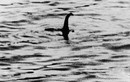 Quái vật hồ Loch Ness bị săn lùng điên cuồng chỉ là dàn dựng?  