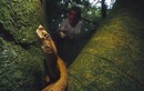 Đảo nguy hiểm nhất thế giới là “nhà” của loài rắn cực độc nào?