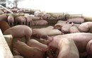 Giá thịt lợn cao nhất lịch sử, Bộ Nông nghiệp lại ra văn bản chỉ đạo gấp