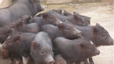 Khám phá giống lợn sóc thuần, phổ biến ở Tây Nguyên