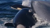 Sửng sốt bằng chứng cá voi sát thủ giết chết cá voi xanh