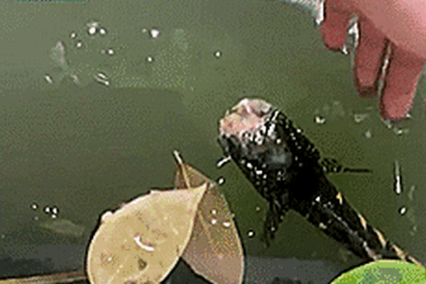 Video: Sốc với con cá cụt đầu tung tăng bơi lội